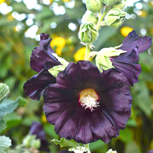 Blacknight Hollyhock Flowers