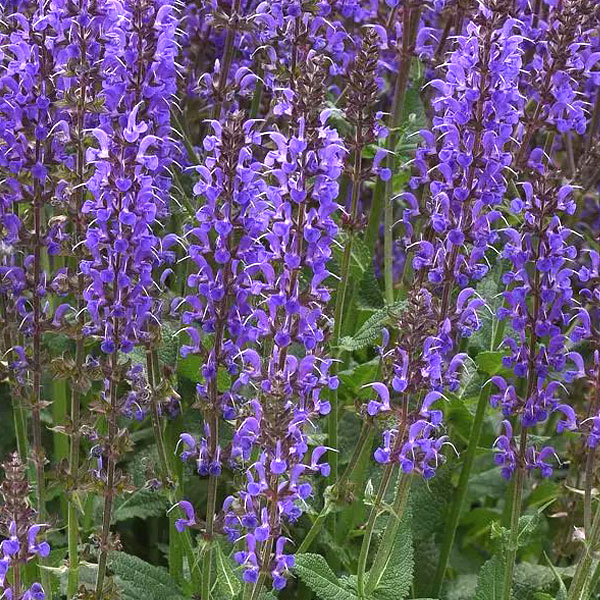 Blue By You Salvia Flowers