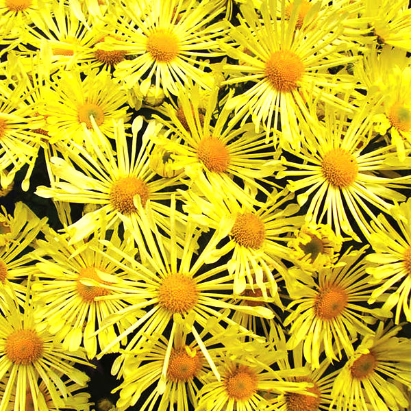 Yellow Quill Chrysantheumum