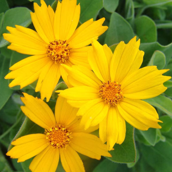 Coreopsis Flowers