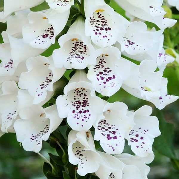 White Foxglove Flowers