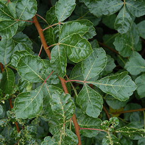 Fragrant Sumac