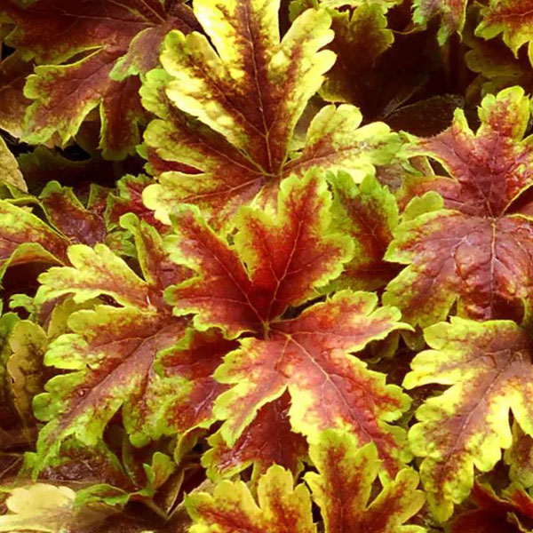 Golden Zebra Heucherella Flowers