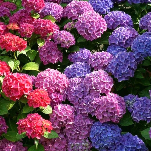 hydrangeas