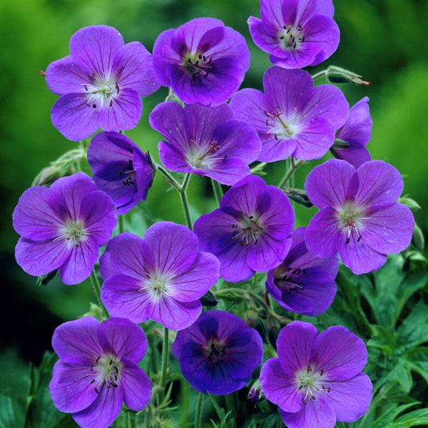 Johnsons Blue Geranium