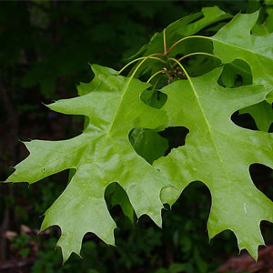 Northern Red Oak