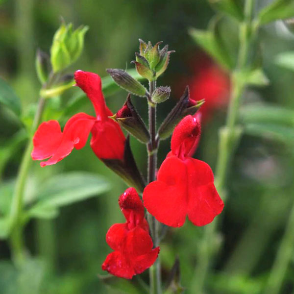 Salvia Radio Red Flowers