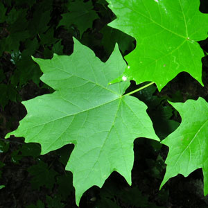 Sugar Maple