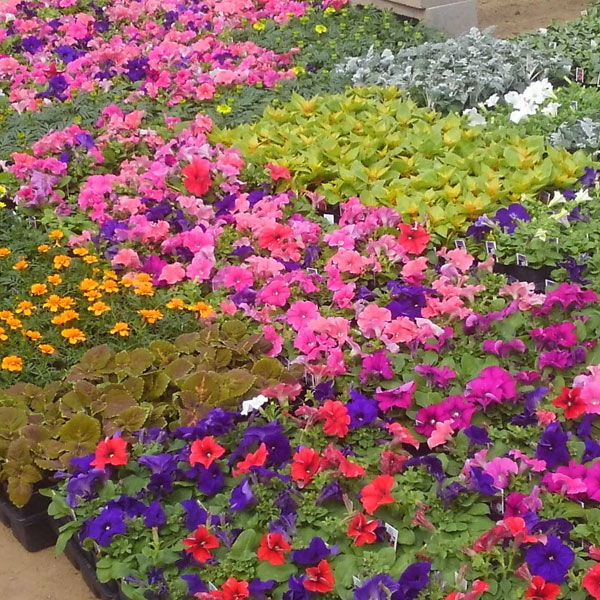 Best Quality Nursery Flowers