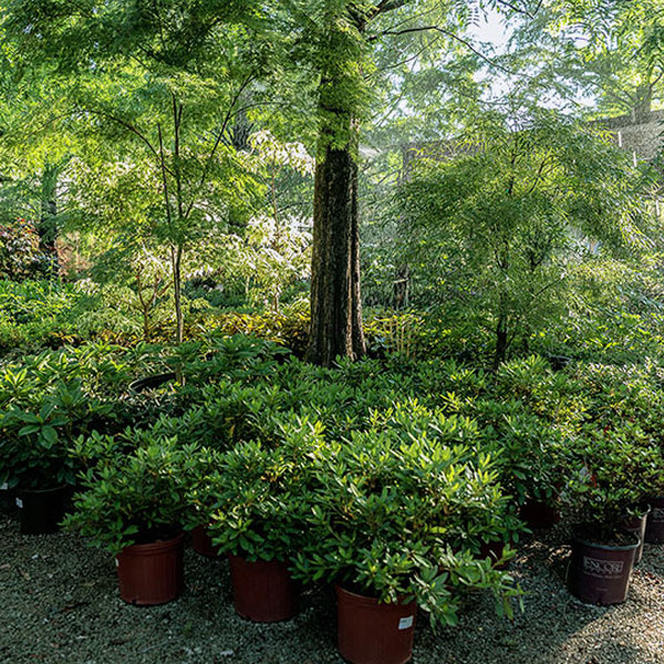 Wisconsin Indigenous Nursery Plants