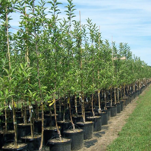 Wisconsin Indigenous Nursery Trees