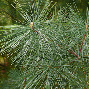 White Pine